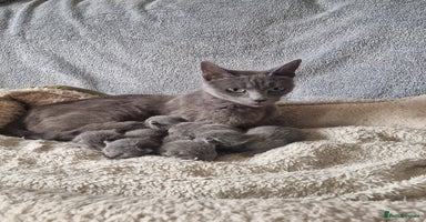 Russian Blue cats - Advert 2