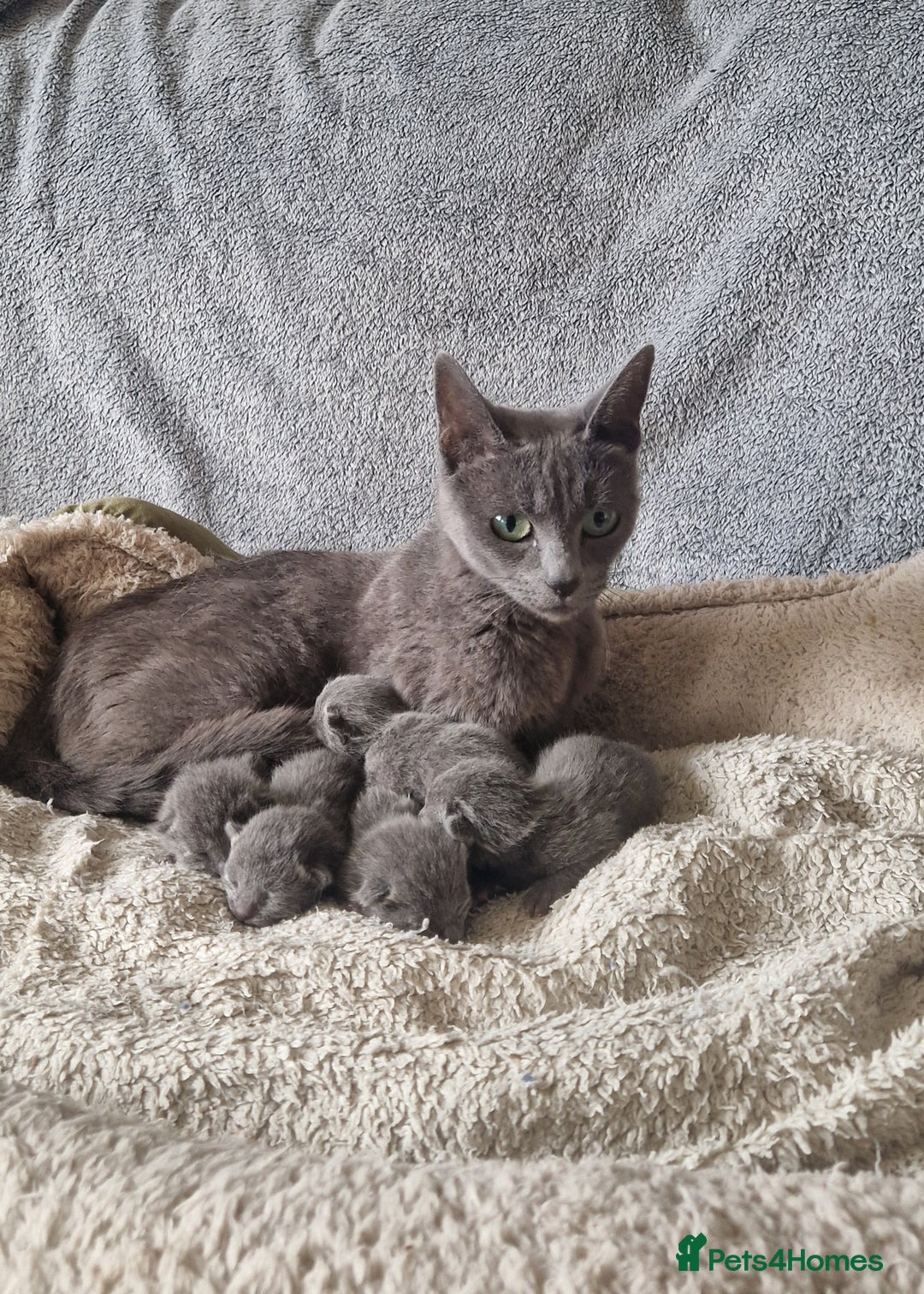 Russian Blue cats for sale: GCCF registered Russian blue kittens  - Image 2
