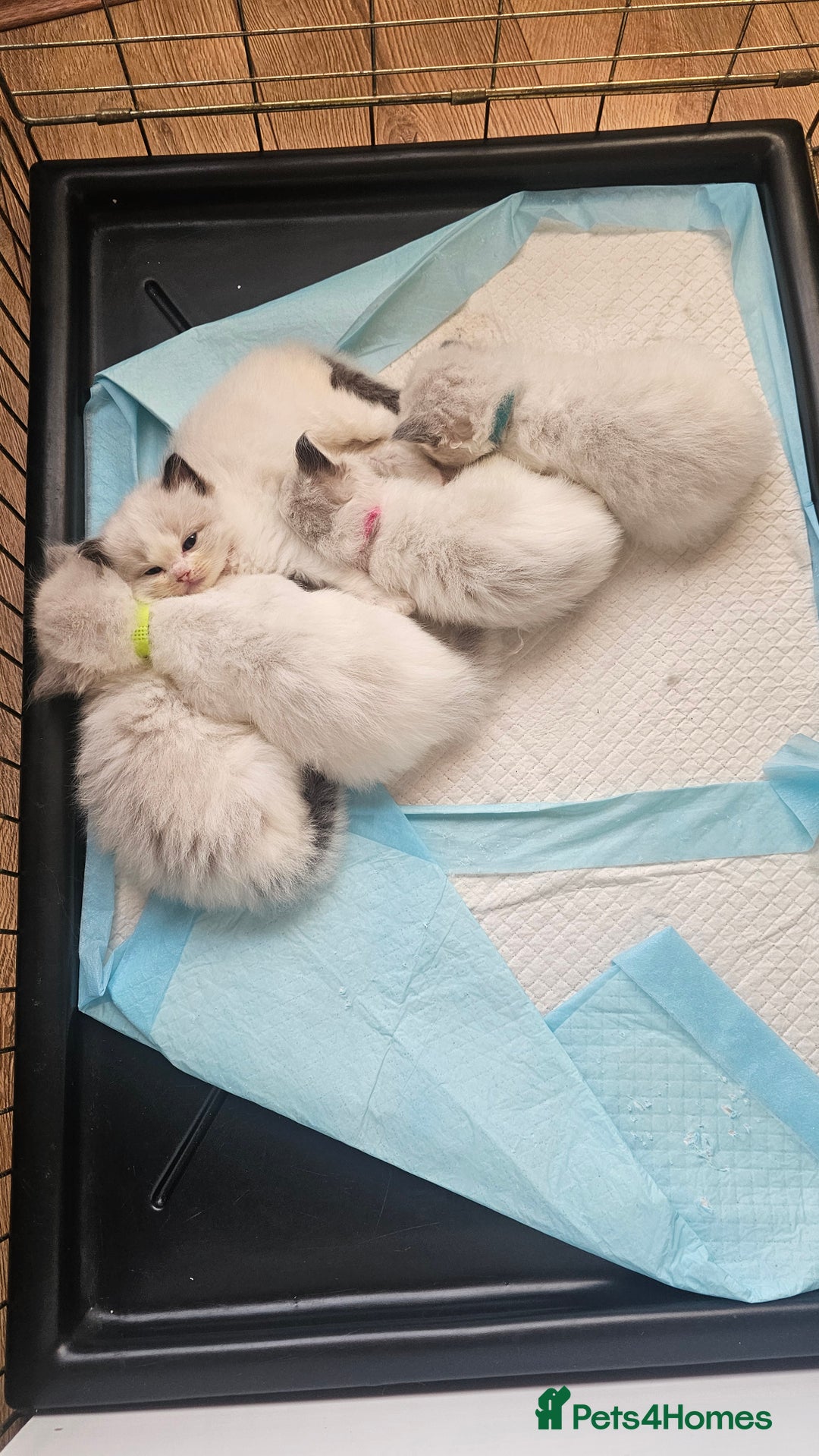 Ragdoll cats for sale: Champion Blood Ragdoll Bi colour kittens  - Image 3