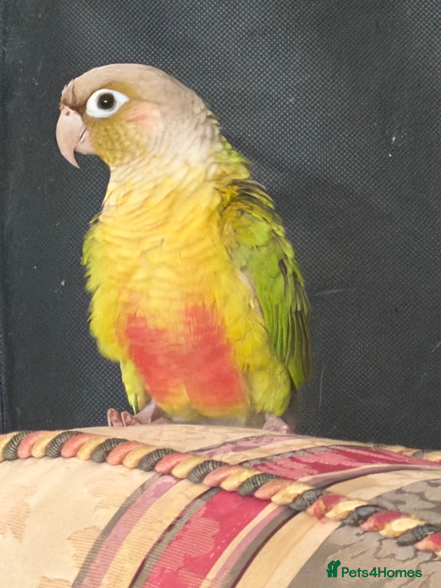 Conures birds Pineapple conure - Advert 1