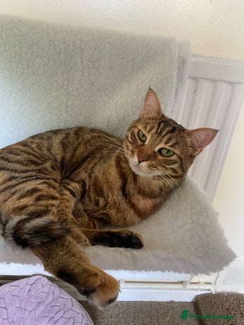 Mixed Breed cats Maeve - Advert 3