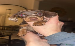 Miniature Dachshund dogs for sale: Miniature dachshund  - Image 5