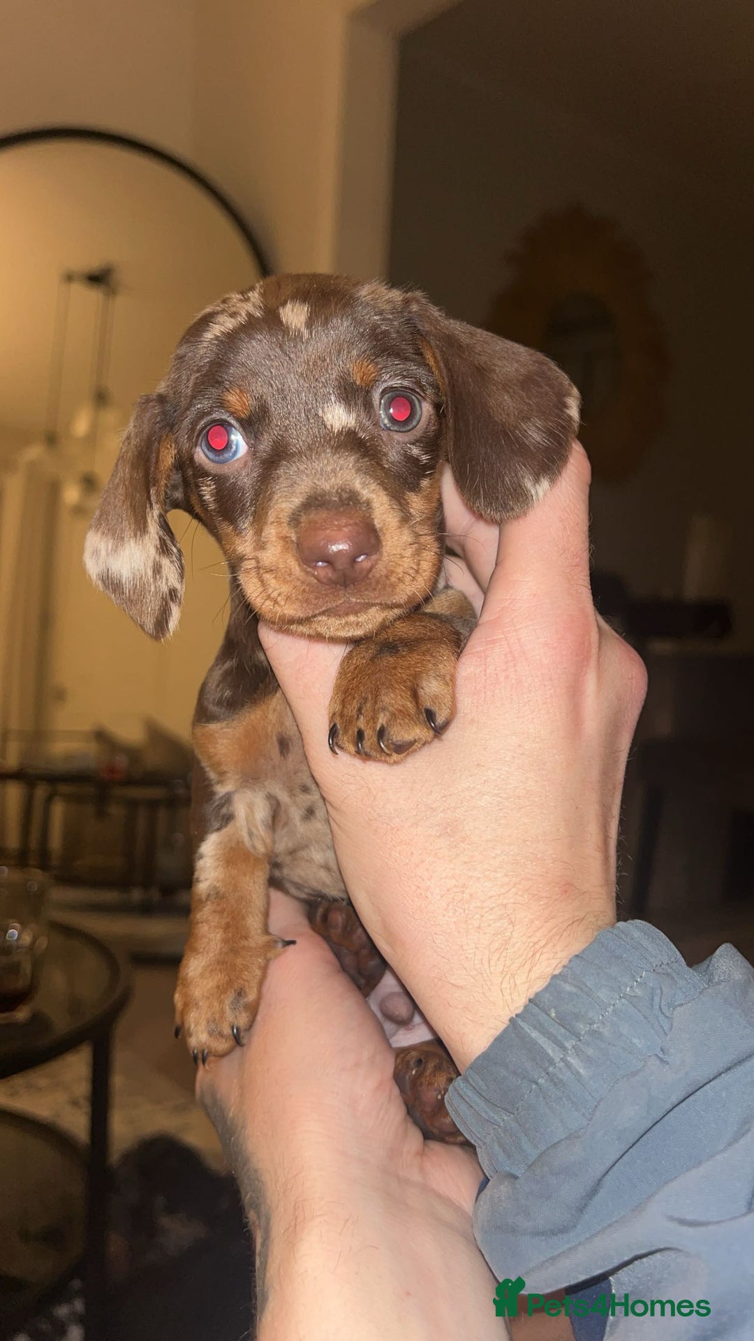 Miniature Dachshund dogs for sale: Miniature dachshund  - Image 5