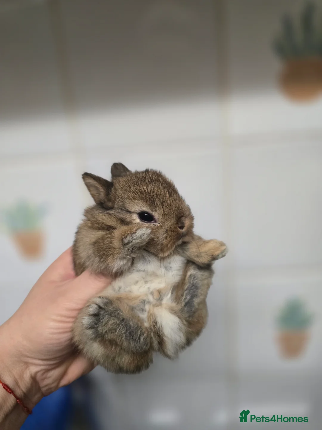 Netherland Dwarf rabbits for sale: Netherland dwarf babies bunnies - Advert 11