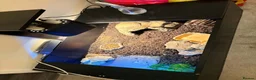 Tortoise reptiles for sale: Tortoise for sale - Advert 4