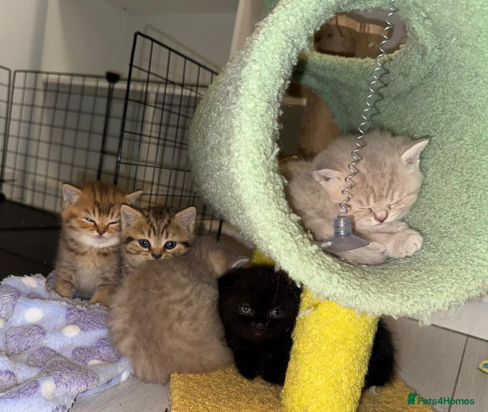 Scottish Fold cats Exceptional litter of Scottish fold/ straight😍😍 - Advert 1