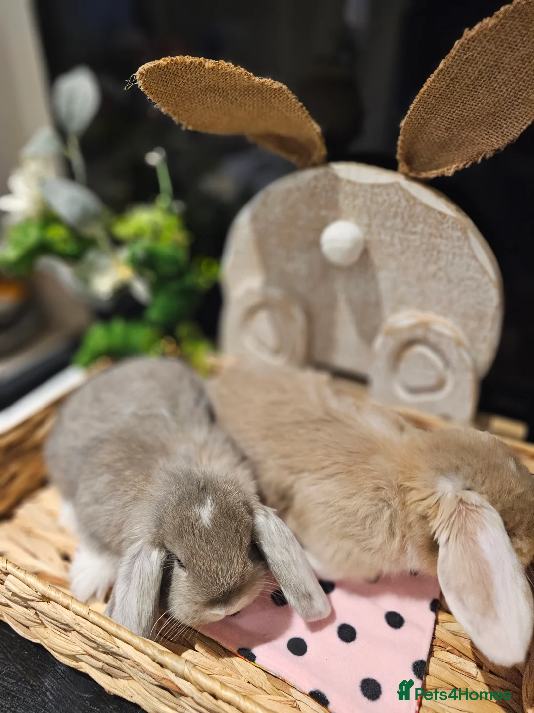 French Lop rabbits for sale: Giant French Lop Babies - Advert 2