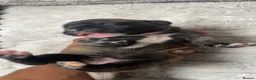 Cane Corso dogs for sale: Beautiful cane corso puppies BORN 30/09/26 - Advert 31