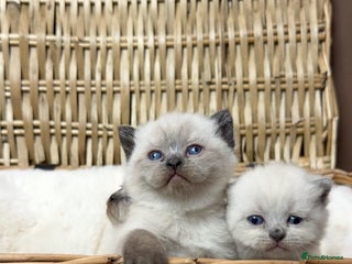 British Shorthair cats Health tested British Shorthair Seal point kittens - Advert 17