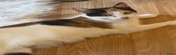 Mixed Breed cats for sale: Girl kittens  - Advert 1