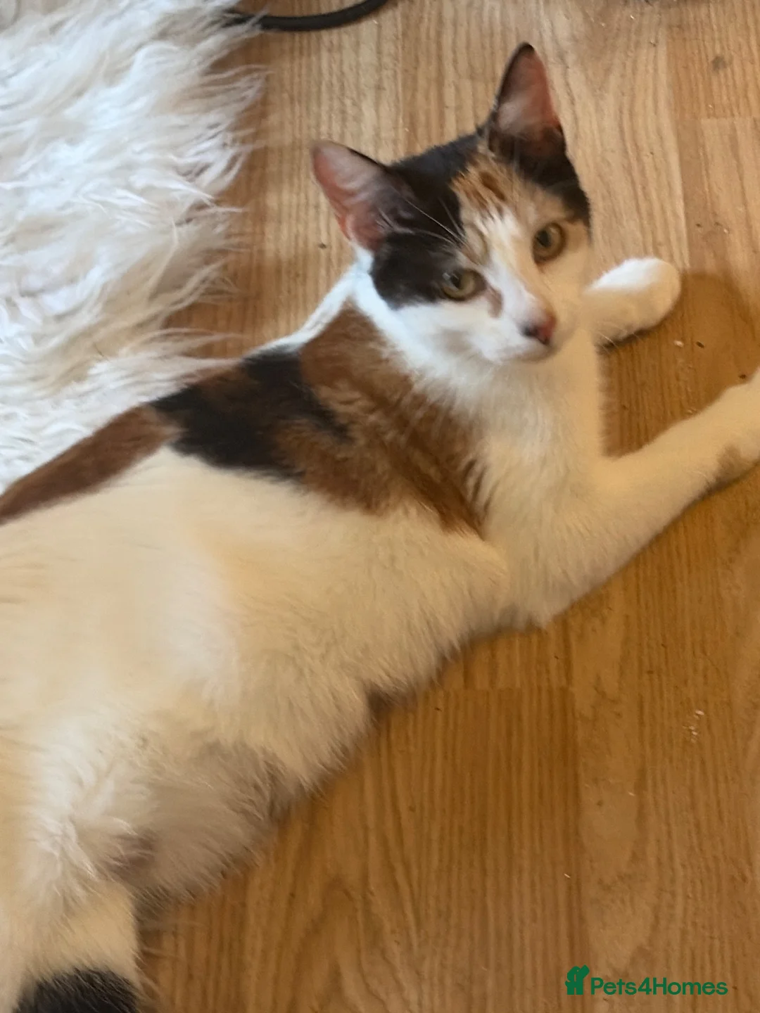 Mixed Breed cats for sale: Girl kittens  - Advert 1