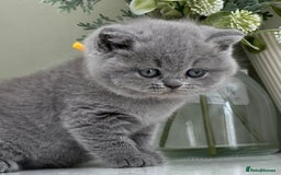 British Shorthair cats for sale: Stunning British Kittens - Image 21