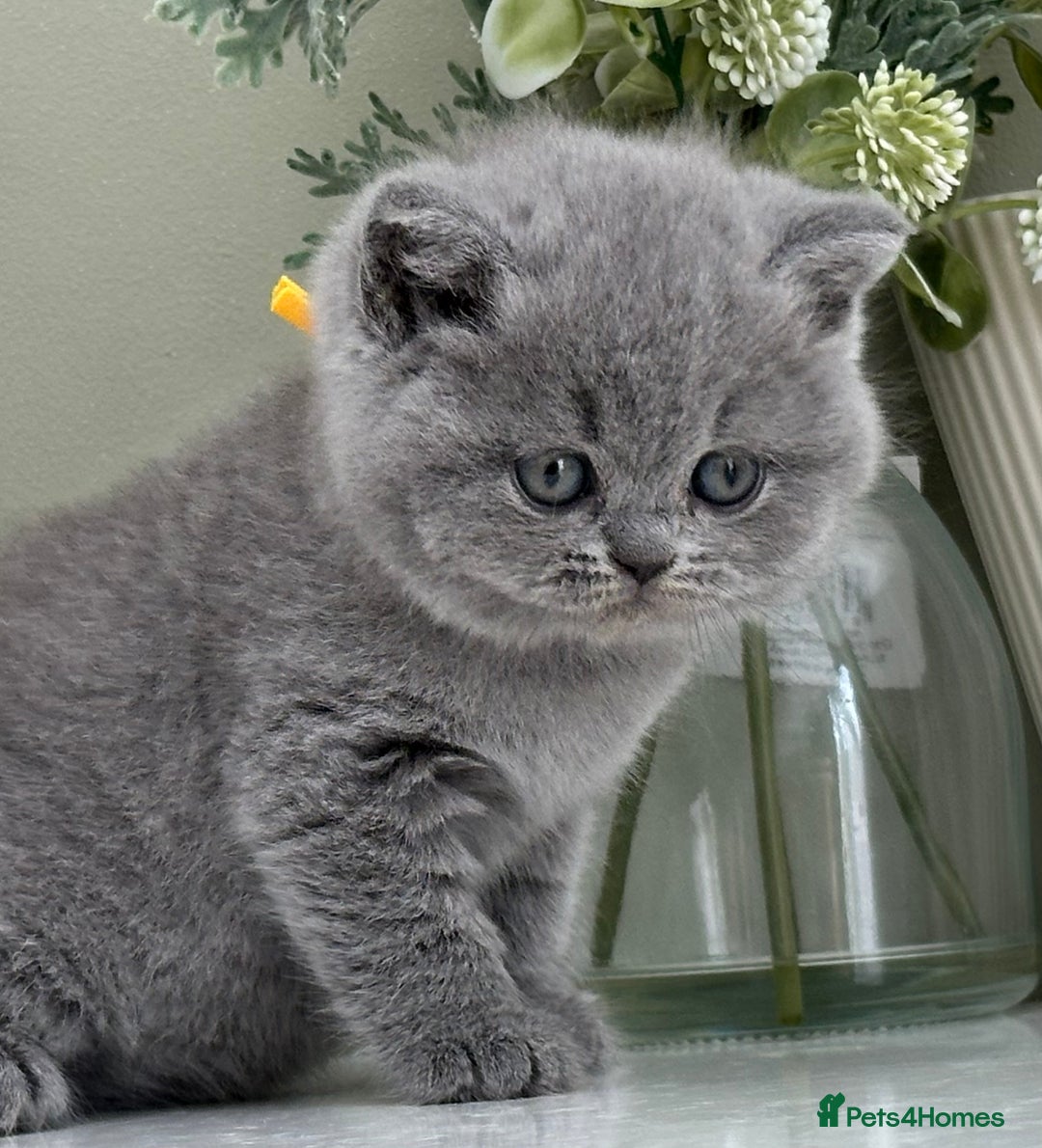 British Shorthair cats for sale: Stunning British Kittens - Image 21