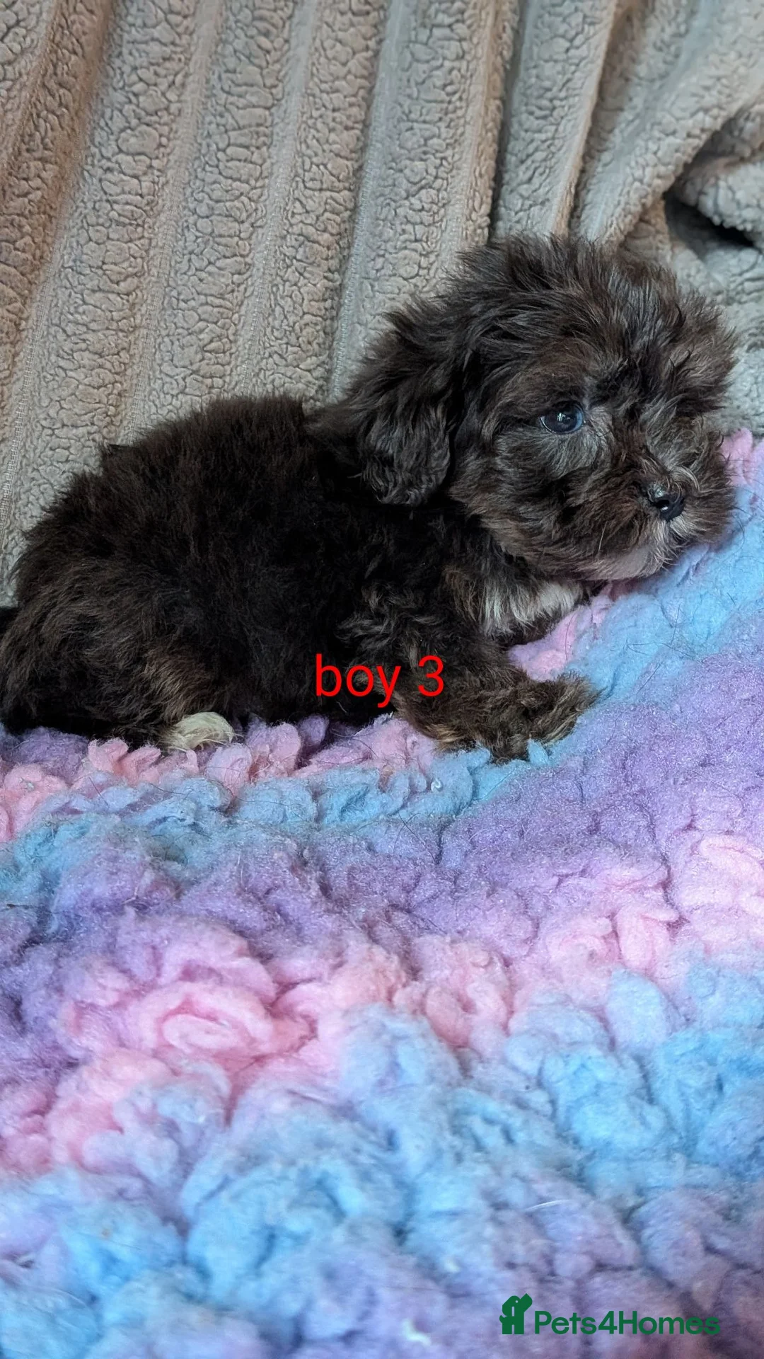 Mixed Breed dogs for sale: Yorkiepoo x cockapoo Merle Puppies Available NOW  in Telford - Advert 11