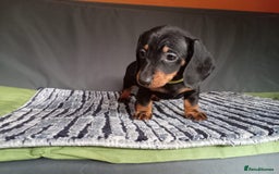 Dachshund dogs for sale: Beautiful dachshund babies  - Image 2