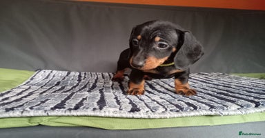 Dachshund dogs - Advert 12