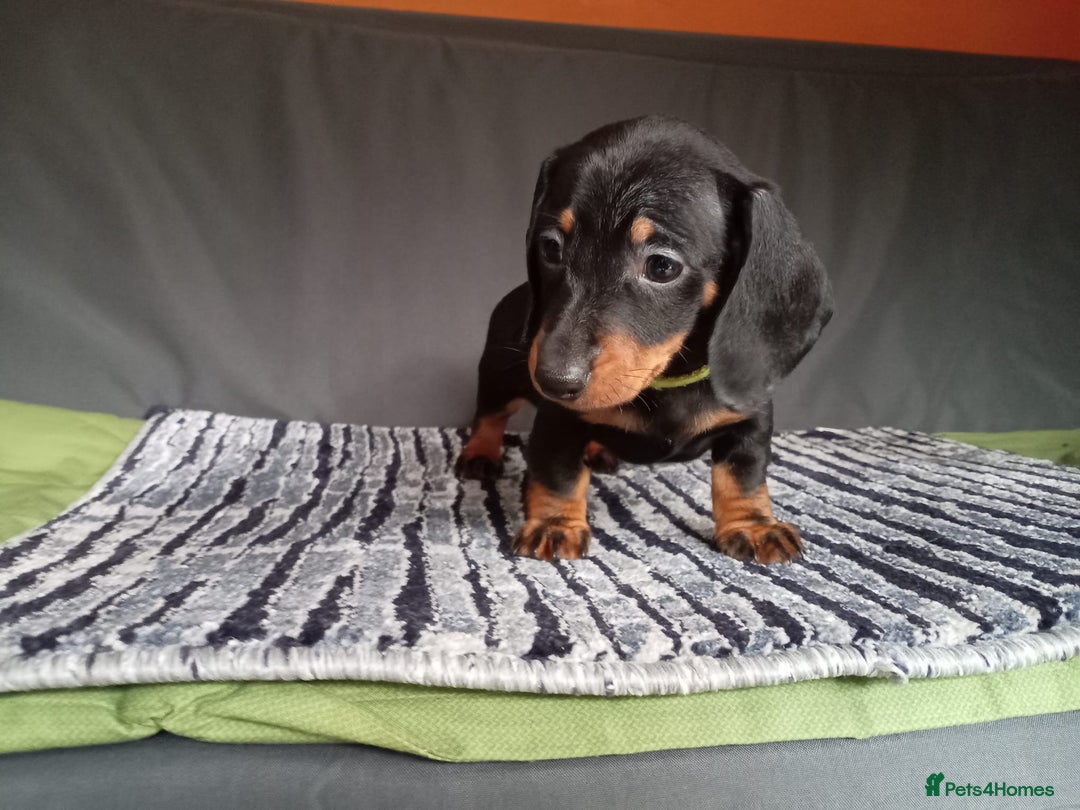 Dachshund dogs for sale: Beautiful dachshund babies  - Image 2