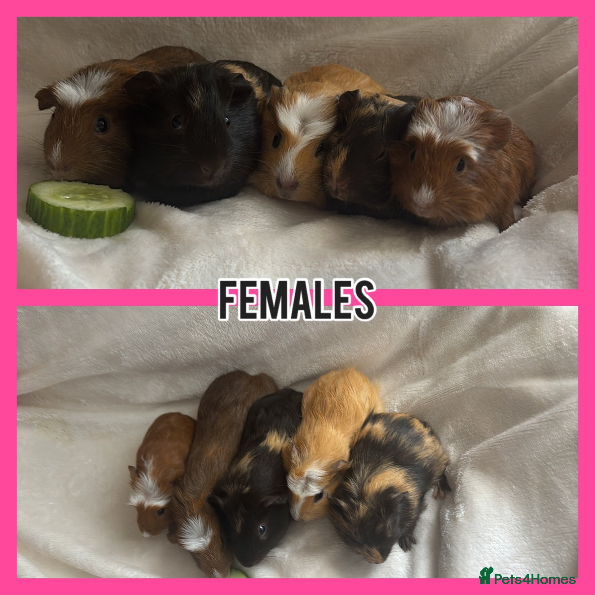 Guinea Pig rodents BABY GUINEA PIGS READY NOW  - Advert 2