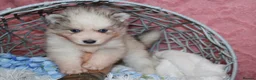 Pomsky dogs for sale: Pomsky Puppies - Advert 23