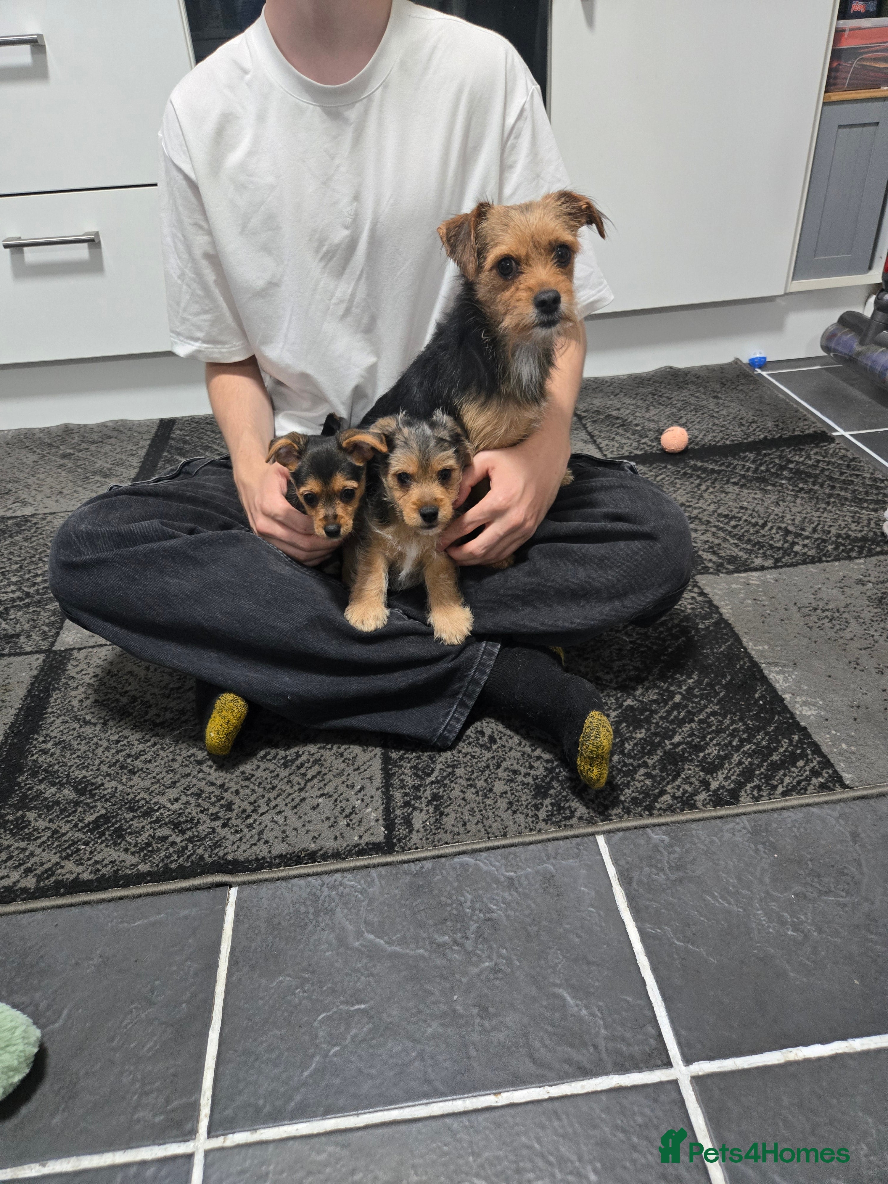 Mixed Breed dogs Jack Russell terrier  - Advert 2