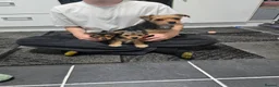 Mixed Breed dogs for sale: Jack Russell terrier  - Advert 2