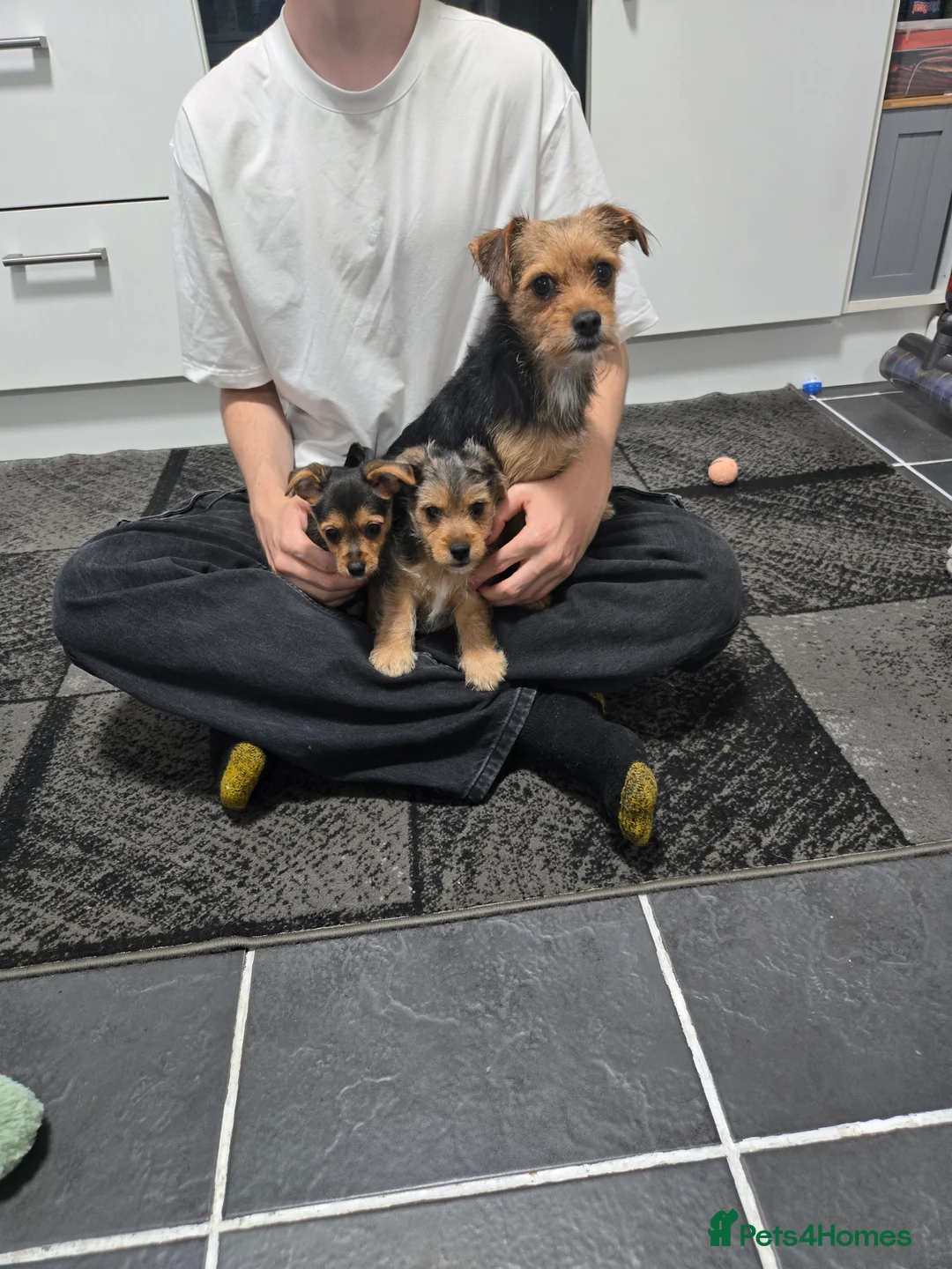 Mixed Breed dogs for sale: Jack Russell terrier  - Advert 2