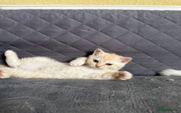 British Shorthair cats for sale: Stunning British Shorthair  - Image 9