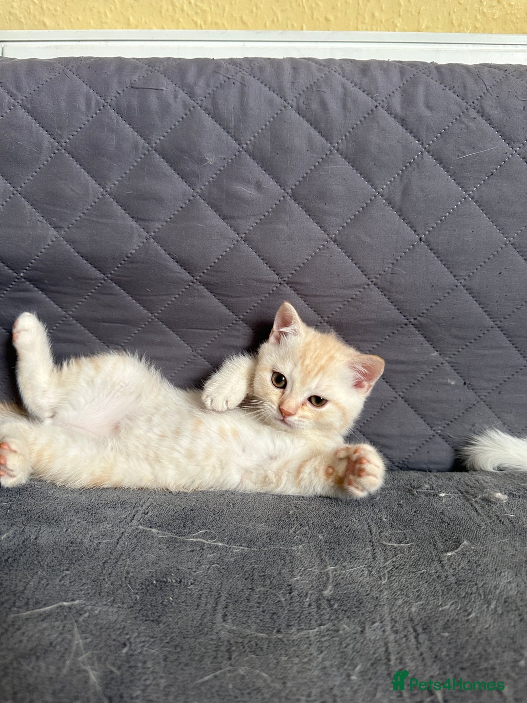 British Shorthair cats for sale: Stunning British Shorthair  - Image 9