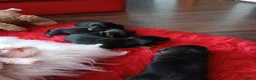 Dachshund dogs for sale: Sweet puppys in Taunton - Advert 3