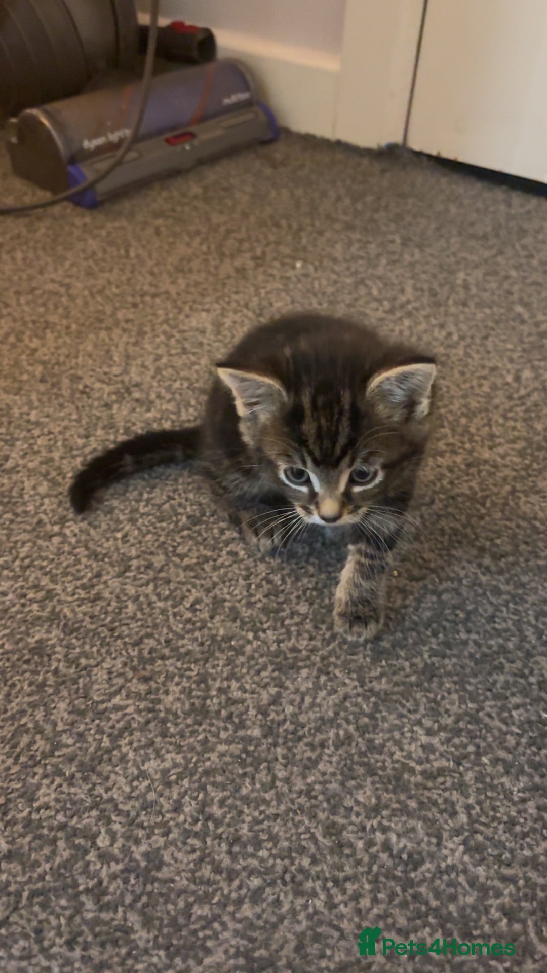 British Shorthair cats for sale: Tabby kittens  - Image 4