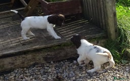 English Springer Spaniel dogs for sale: Gorgeous English Springer Spaniel Puppies - Image 9