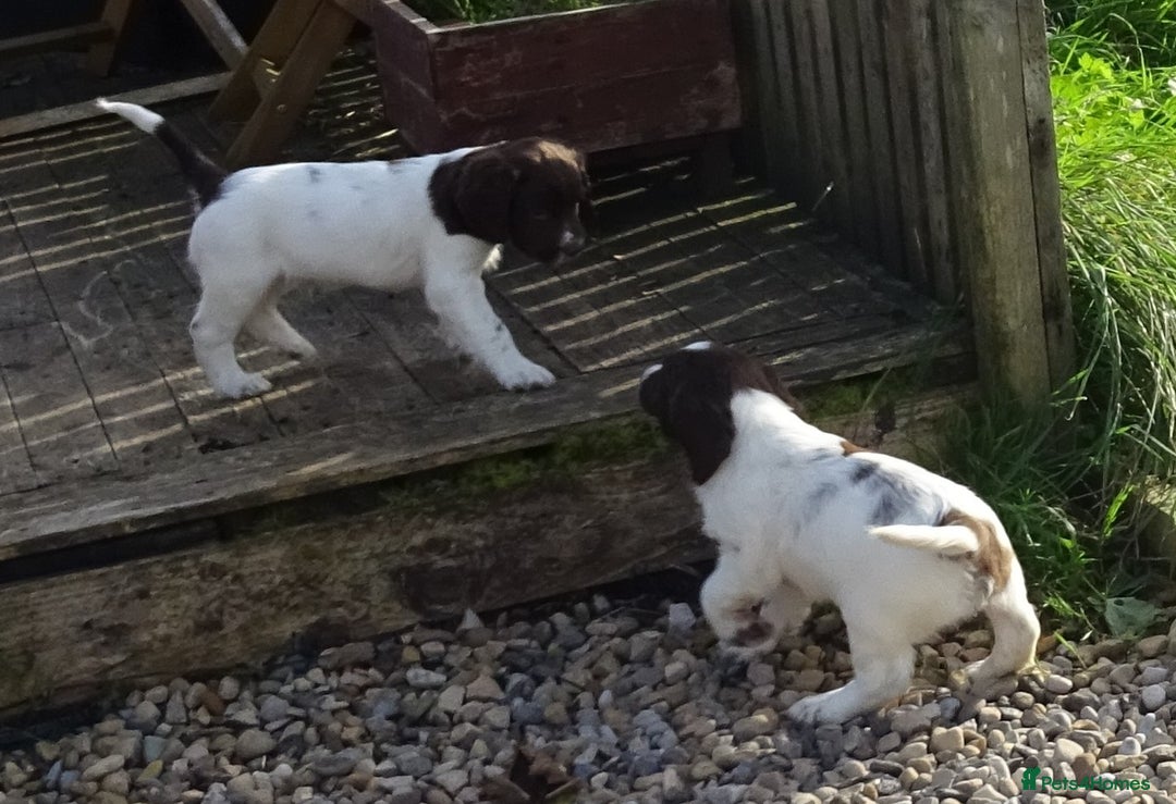 English Springer Spaniel dogs for sale: Gorgeous English Springer Spaniel Puppies - Image 9