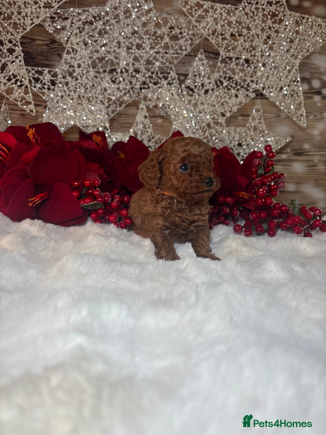 Toy Poodle dogs for sale: Outstanding toy/asain Poodles.  - Advert 15