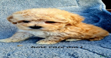 Maltipoo dogs - Advert 1