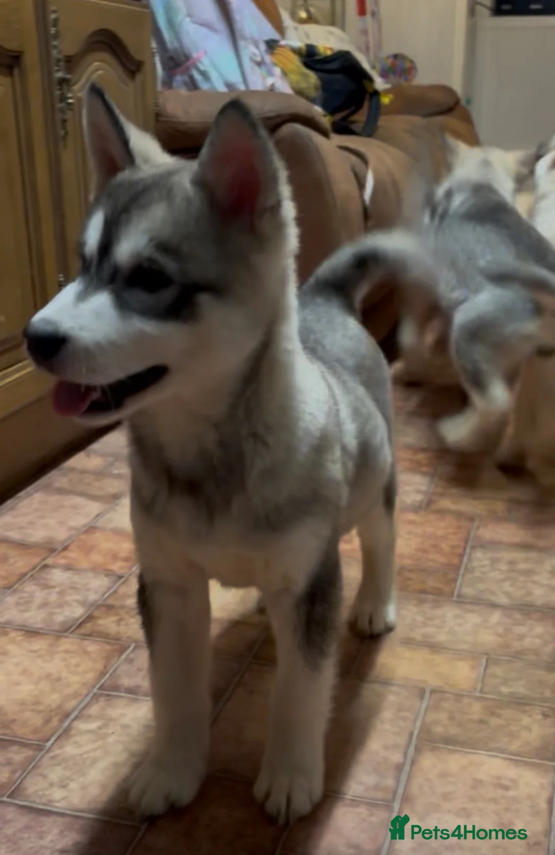 Alaskan Malamute dogs for sale: K.C registered Quality Alaskan Malamute puppies - Advert 26