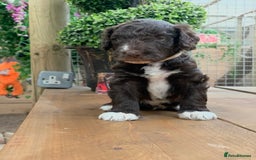 Bernedoodle dogs for sale: Midi Medium Bernedoodle Puppies  - Image 4