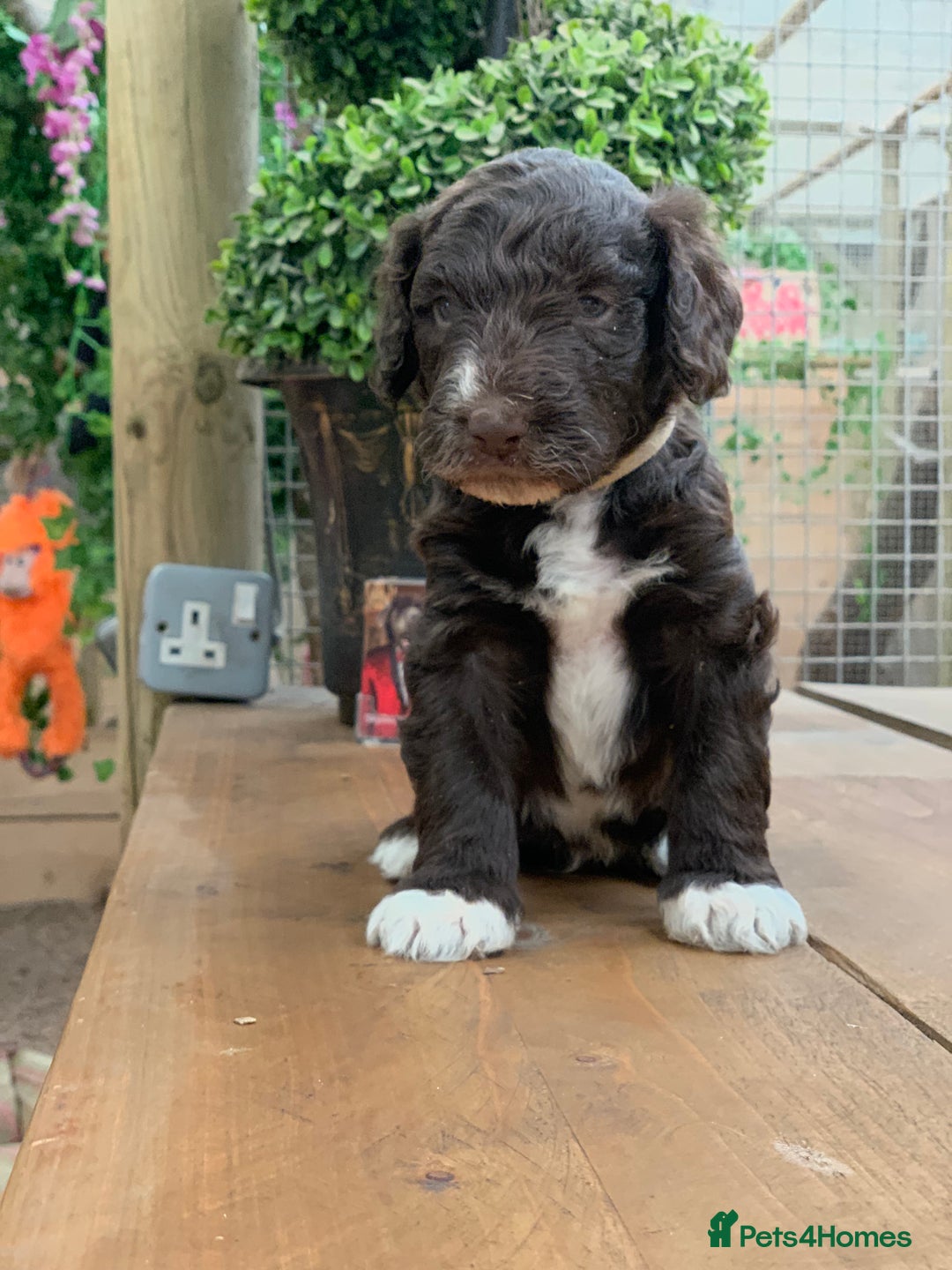 Bernedoodle dogs for sale: Midi Medium Bernedoodle Puppies  - Image 4