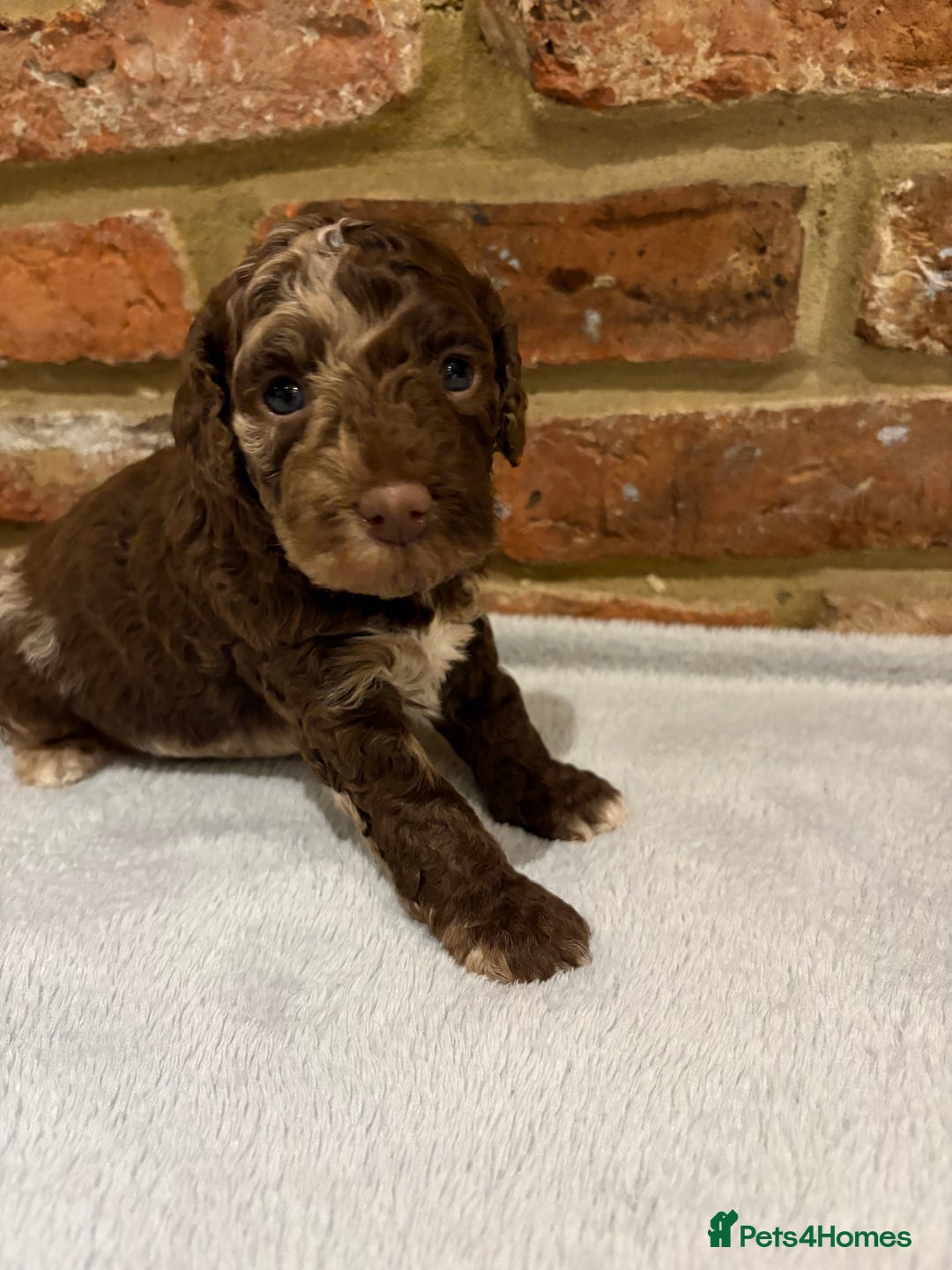 Cockapoo dogs for sale: F1b cockapoo puppies - Advert 21