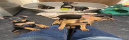 Miniature Pinscher dogs for sale: Beautiful Miniature Pinscher . - Advert 9