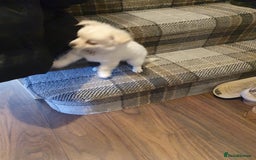 Chihuahua dogs for sale: Long haired chihuahua  - Image 3