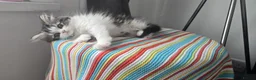 Persian cats for sale: Adorable Persian girl  - Advert 12