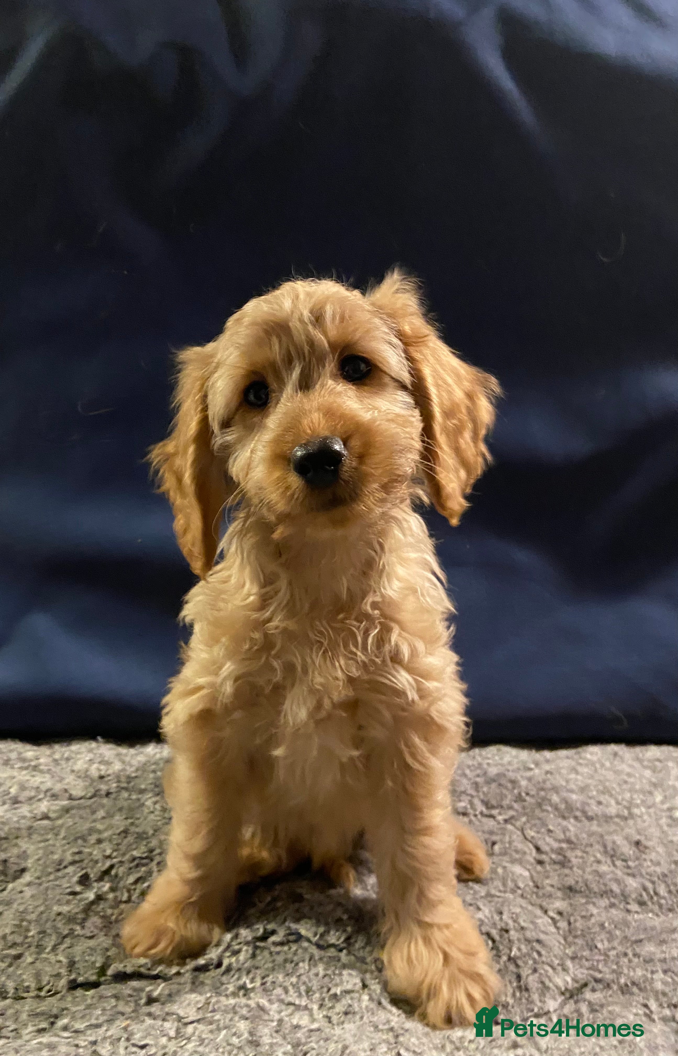 Mini Goldendoodle dogs Mini Goldendoodle Puppies ready now  - Advert 2