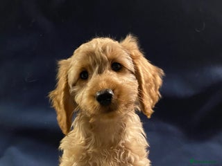 Mini Goldendoodle dogs Mini Goldendoodle Puppies ready now - Advert 2