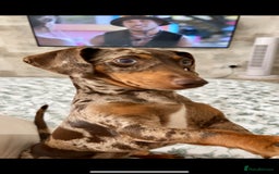 Miniature Dachshund dogs for stud: 💥FIRST TIME DAPPLE STUD💥 - Image 8
