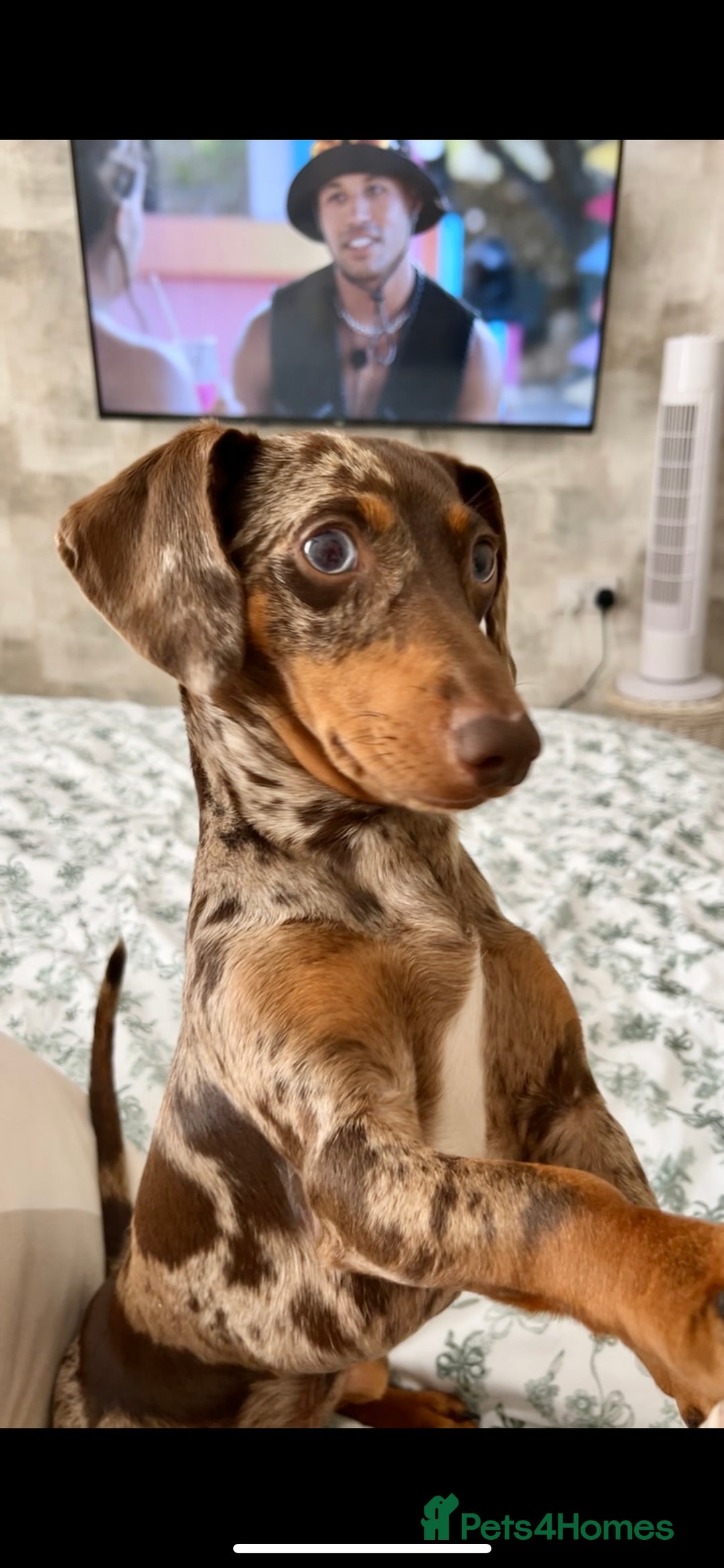 Miniature Dachshund dogs for stud: 💥FIRST TIME DAPPLE STUD💥 - Image 8