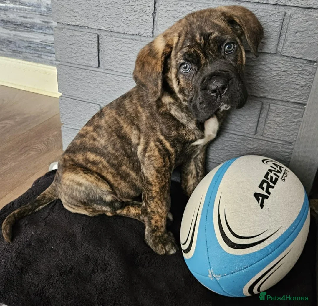 Cane Corso dogs for sale: Cane corsos full pedigree only 4 left - Advert 1