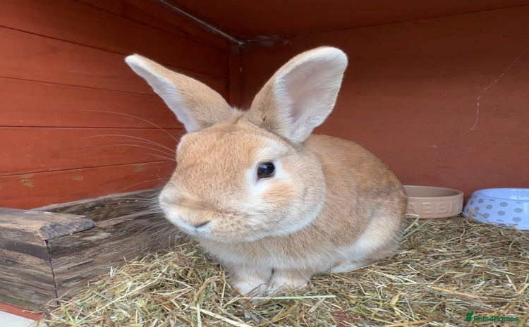 Mixed Breed rabbits - Advert 3