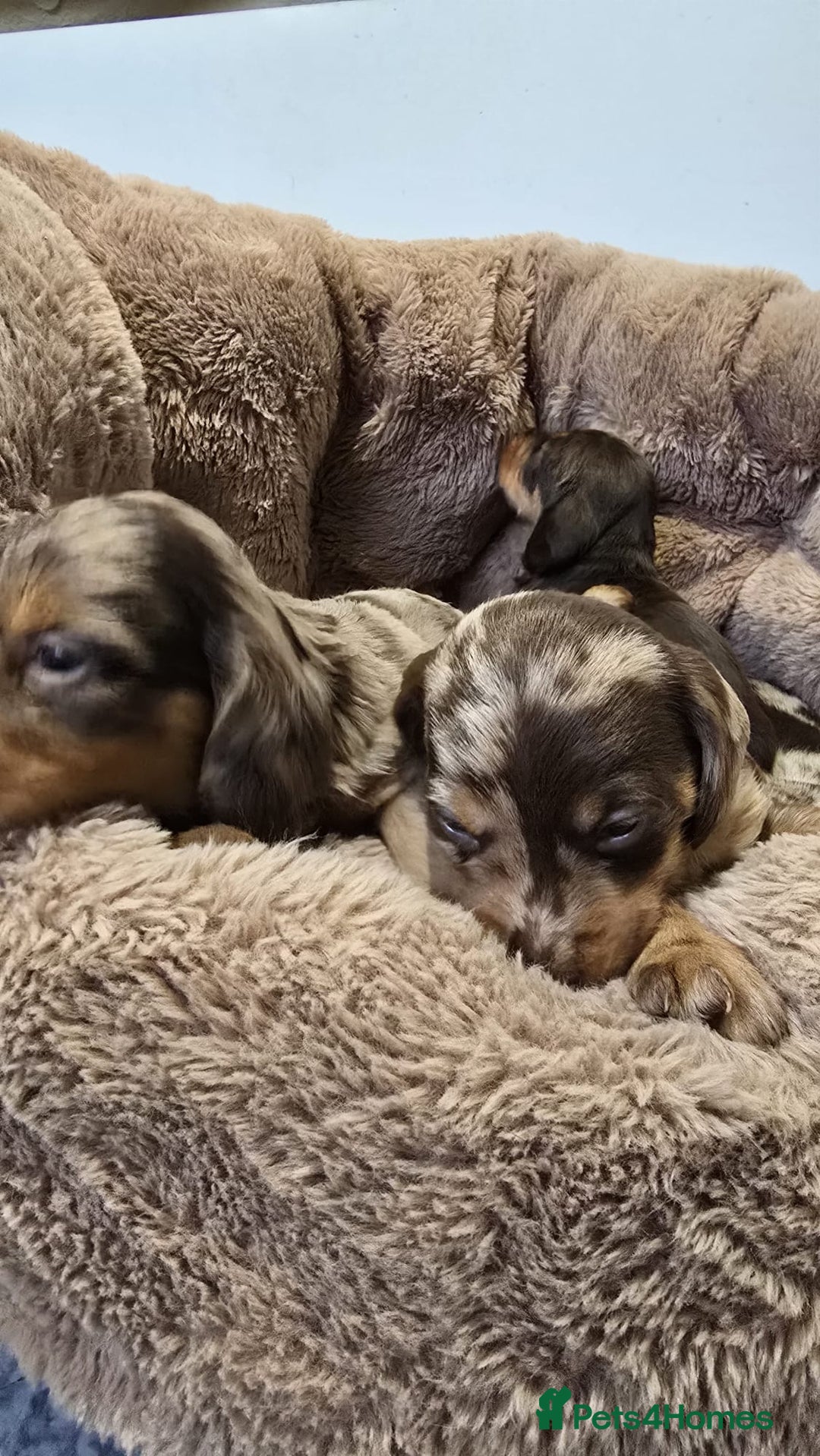 Miniature Dachshund dogs for sale: ❤️Longhair and wirehair sausages❤️ - Advert 8