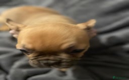 French Bulldog dogs for sale: Pedigree  French bulldogs ready to leave  - Image 26