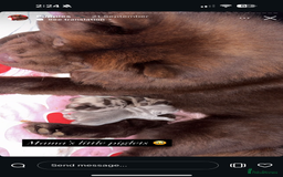 Chow Chow dogs for sale: 2 chow chow baby’s available  - Image 4